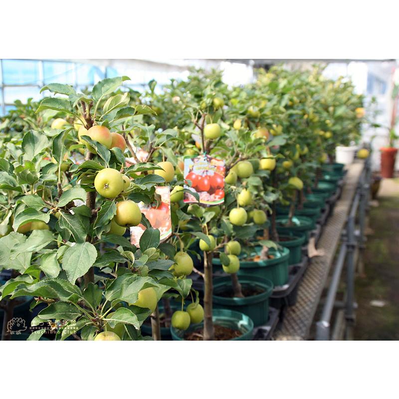 敬老の日 】≪実付！！≫姫りんご 長寿紅 18cm鉢植え おじいちゃん