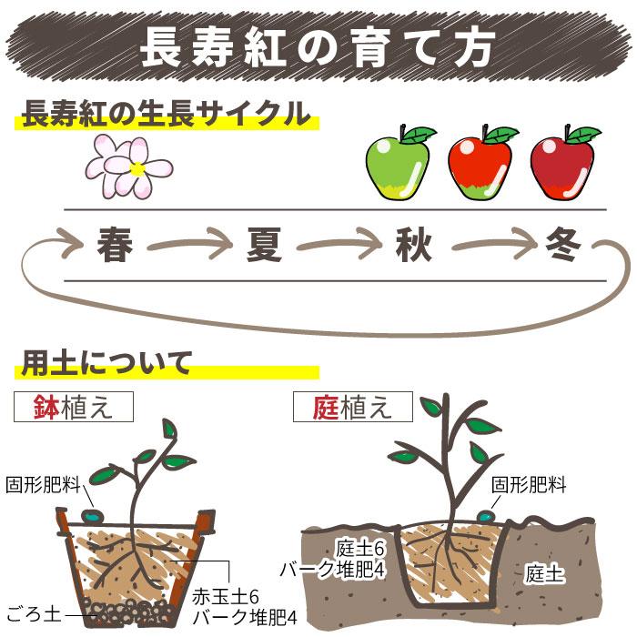 実付き 】 姫りんご 長寿紅 18cm鉢植え : 花と緑の専門店 土っ子
