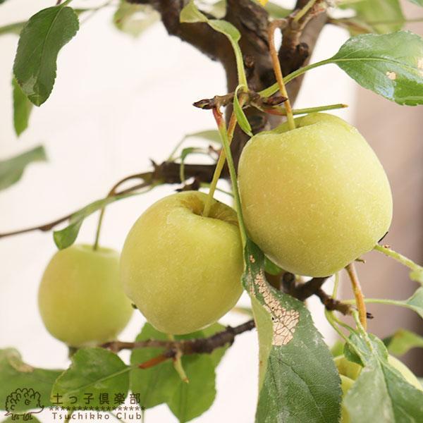 姫りんご 『長寿紅』 18cm鉢植え : 花と緑の専門店 土っ子倶楽部