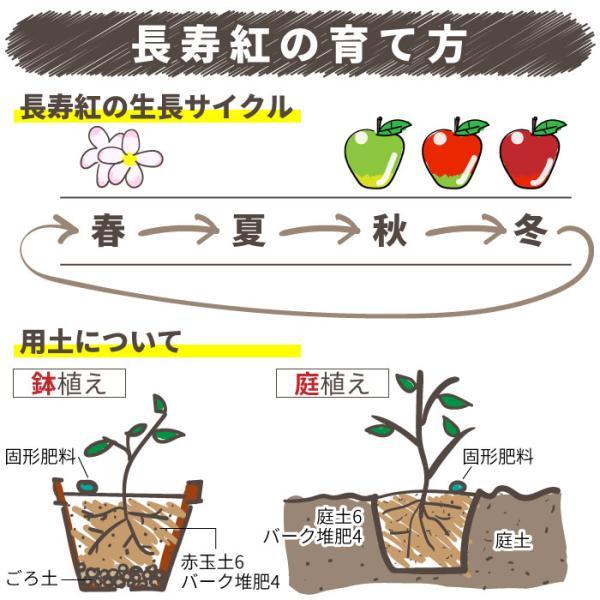 姫りんご 『長寿紅』 18cm鉢植え : 花と緑の専門店 土っ子倶楽部 姫りんご 『長寿紅』 18cm鉢植え : 花と緑の専門店 土っ子倶楽部