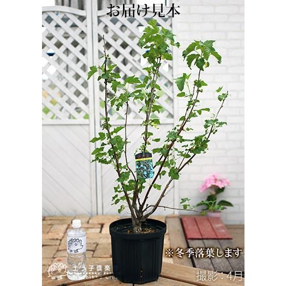 カシスの木 黒フサスグリ ブラックカーラント 7号スリット鉢植え 株立ち大苗 F 192 花と緑の専門店 土っ子倶楽部 通販 Yahoo ショッピング