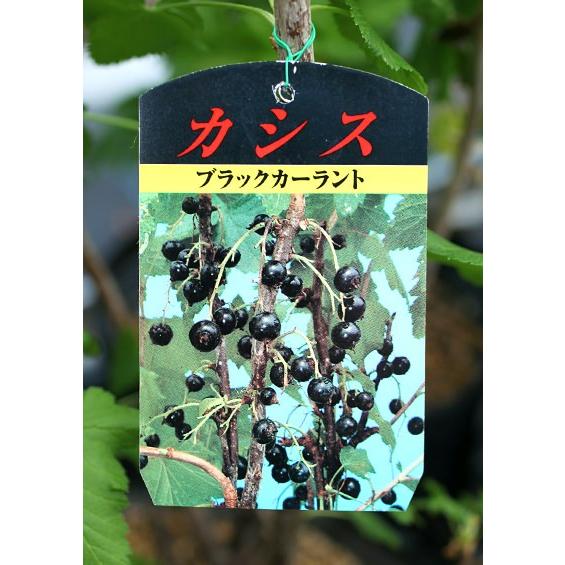 カシスの木 （黒フサスグリ、ブラックカーラント） 7号スリット鉢植え