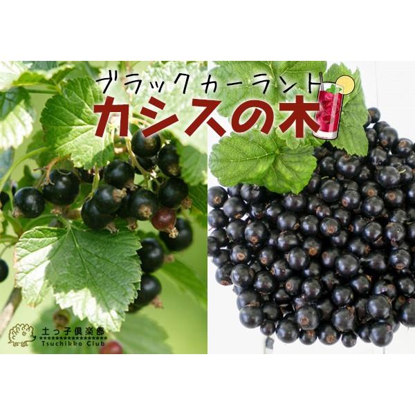 カシスの木 黒フサスグリ ブラックカーラント 7号スリット鉢植え 株立ち大苗 F 192 花と緑の専門店 土っ子倶楽部 通販 Yahoo ショッピング