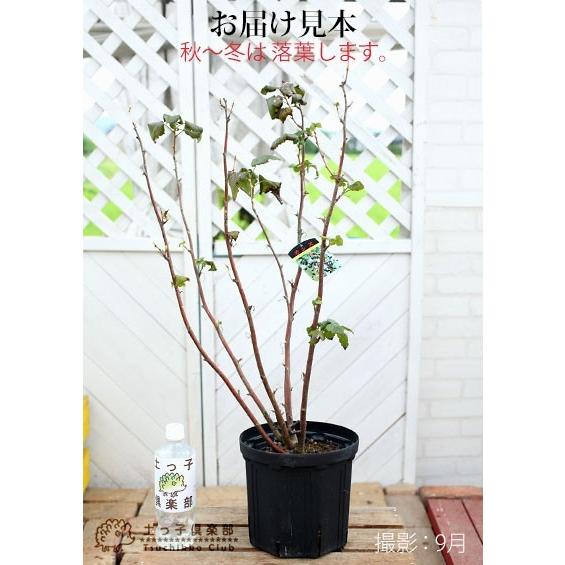 カシスの木 黒フサスグリ ブラックカーラント 7号スリット鉢植え 株立ち大苗 F 192 花と緑の専門店 土っ子倶楽部 通販 Yahoo ショッピング