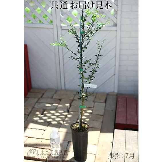 フィンガーライム 12cmポット接ぎ木苗 （ 送料無料 ） 3年生 : 花と緑