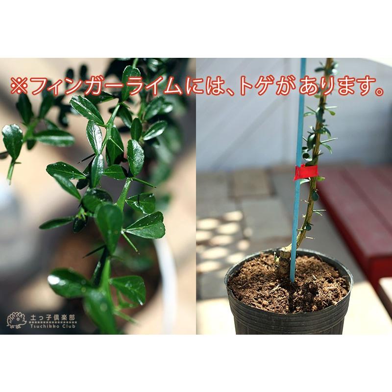 柑橘2年生　フィンガーライム接木苗／苗　3鉢まとめて　撮影品発送 柑橘2年生 フィンガーライム接木苗／苗 3鉢まとめて 撮影品発送 柑橘