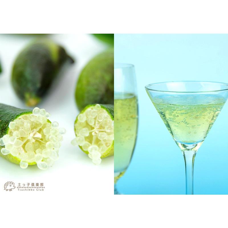 フィンガーライム　3年生以上〜　50本〜　ボリュームバリューセット フィンガーライム 3年生以上〜 50本〜 ボリュームバリューセット