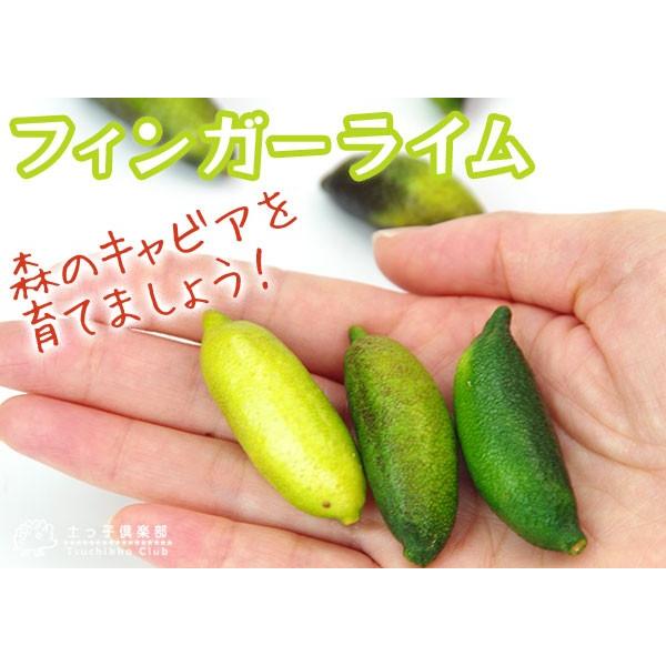 フィンガーライム 12cmポット接ぎ木苗 送料無料 3年生 F 198 花と緑の専門店 土っ子倶楽部 通販 Yahoo ショッピング
