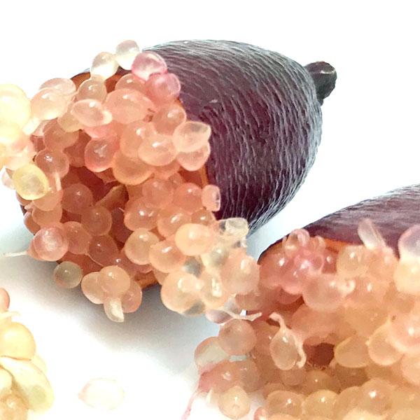 フィンガーライム 12cmポット接ぎ木苗 （ 送料無料 ） 3年生 : 花と緑