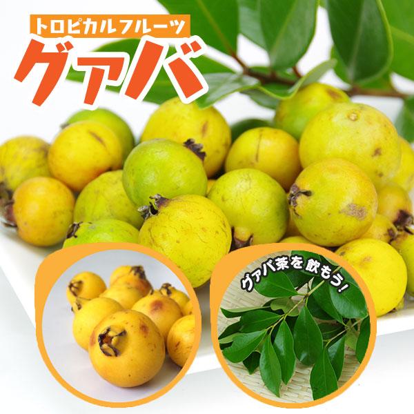 グアバ 「イエローストロベリーグァバ」13.5cmポット苗（ キミノバンジロウ ）（Yahoo!・花と緑の専門店 土っ子倶楽部）