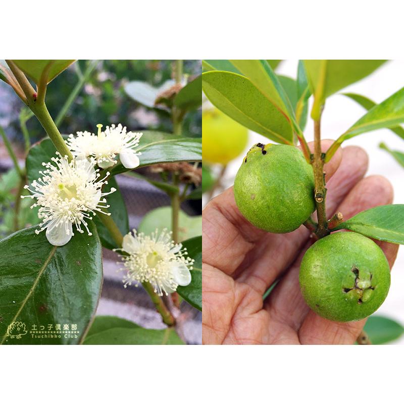 グアバ 「イエローストロベリーグァバ」13.5cmポット苗（ キミノ