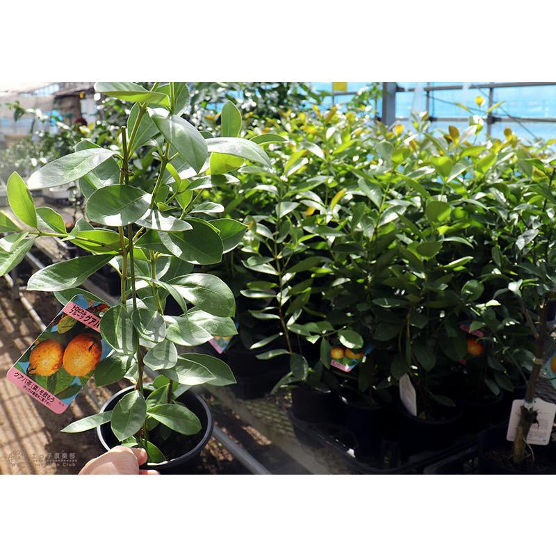 グアバ イエローストロベリーグァバ 13 5cmポット苗 キミノバンジロウ F 199 13 花と緑の専門店 土っ子倶楽部 通販 Yahoo ショッピング