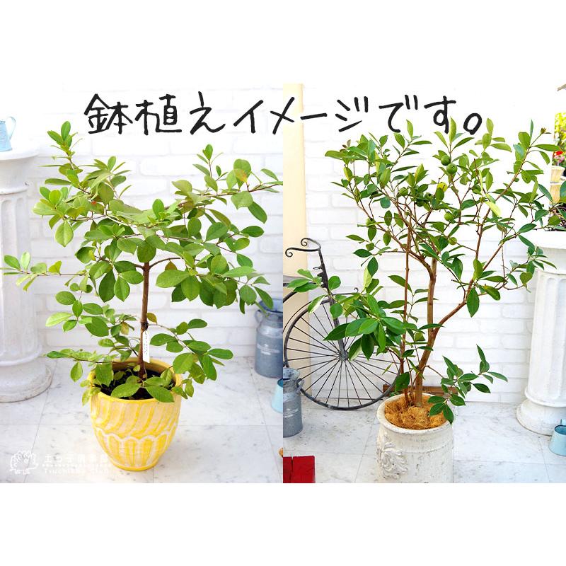 グアバ 「イエローストロベリーグァバ」18cmポット苗( キミノ グアバ 「イエローストロベリーグァバ」18cmポット苗( キミノ