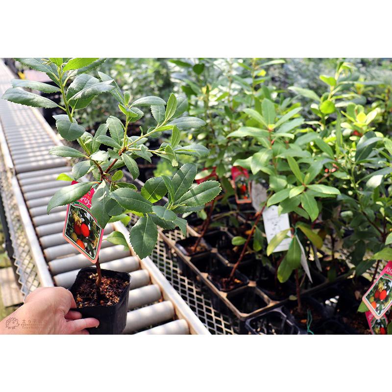 いちごの木 ストロベリーツリー 10 5cmポット苗 F 0 花と緑の専門店 土っ子倶楽部 通販 Yahoo ショッピング