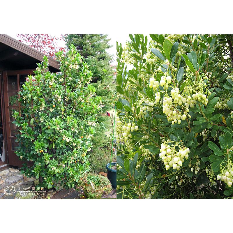 いちごの木 （ストロベリーツリー） 10.5cmポット苗 : 花と緑の専門店