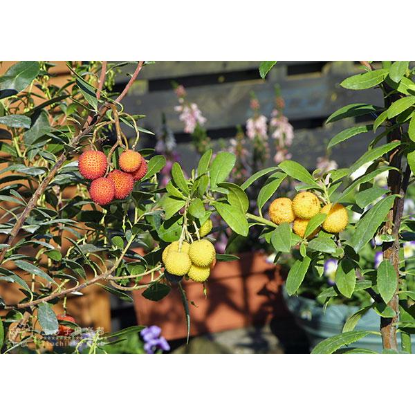 イチゴの木（カッチョイイサイズ）② イチゴの木（カッチョイイサイズ