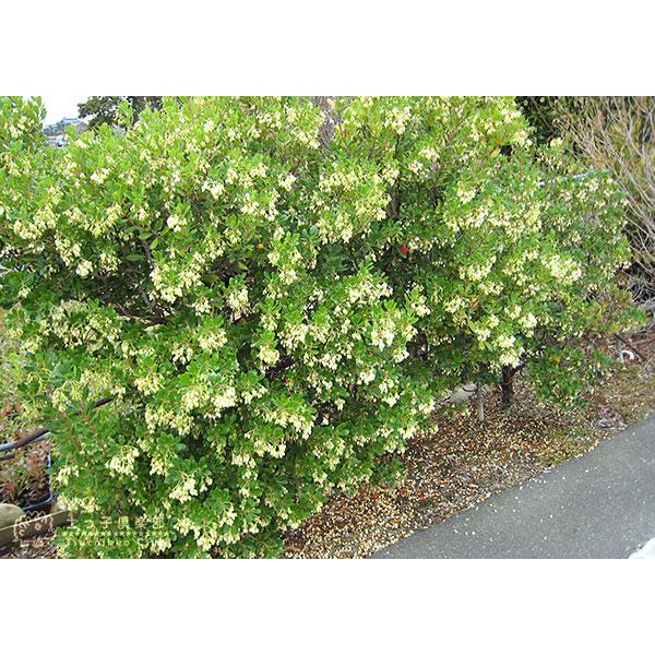 いちごの木 （ストロベリーツリー） 10.5cmポット苗 : 花と緑の専門店