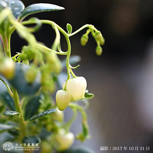 イチゴの木（カッチョイイサイズ）② 楽天市場】ヒメイチゴノキ