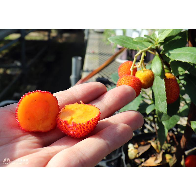 いちごの木 （ストロベリーツリー） 10.5cmポット苗 : 花と緑の専門店