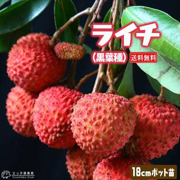 ライチ （ レイシ ） 黒葉種 2年生苗木 送料無料 18cmポット : 花と緑