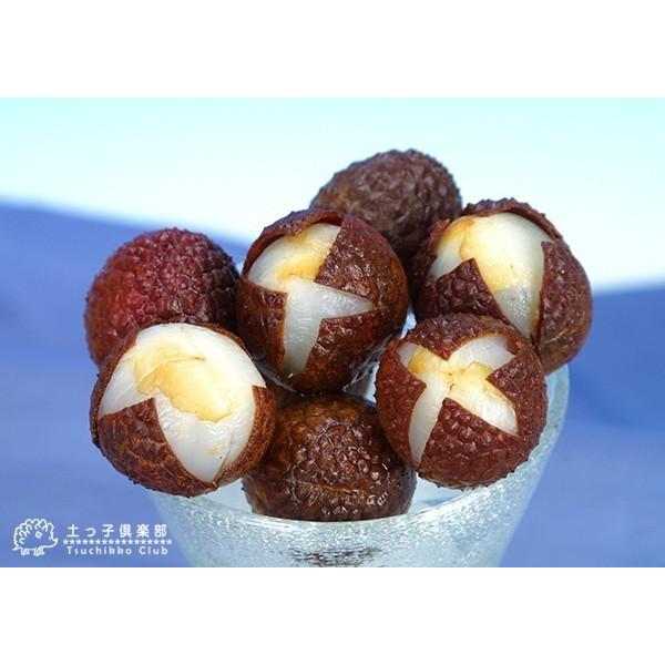 ライチ （ レイシ ） 黒葉種 2年生苗木 送料無料 18cmポット : 花と緑