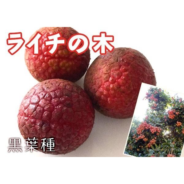 ライチ　レイシ　黒葉　くろば　開花中　取り木苗　大サイズ レイシ・ライチ 黒葉種 苗 販売 苗木部 By 花ひろばオンライン
