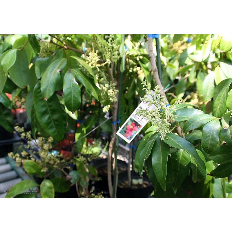 ライチ （ レイシ ） 黒葉種 2年生苗木 送料無料 18cmポット : 花と緑