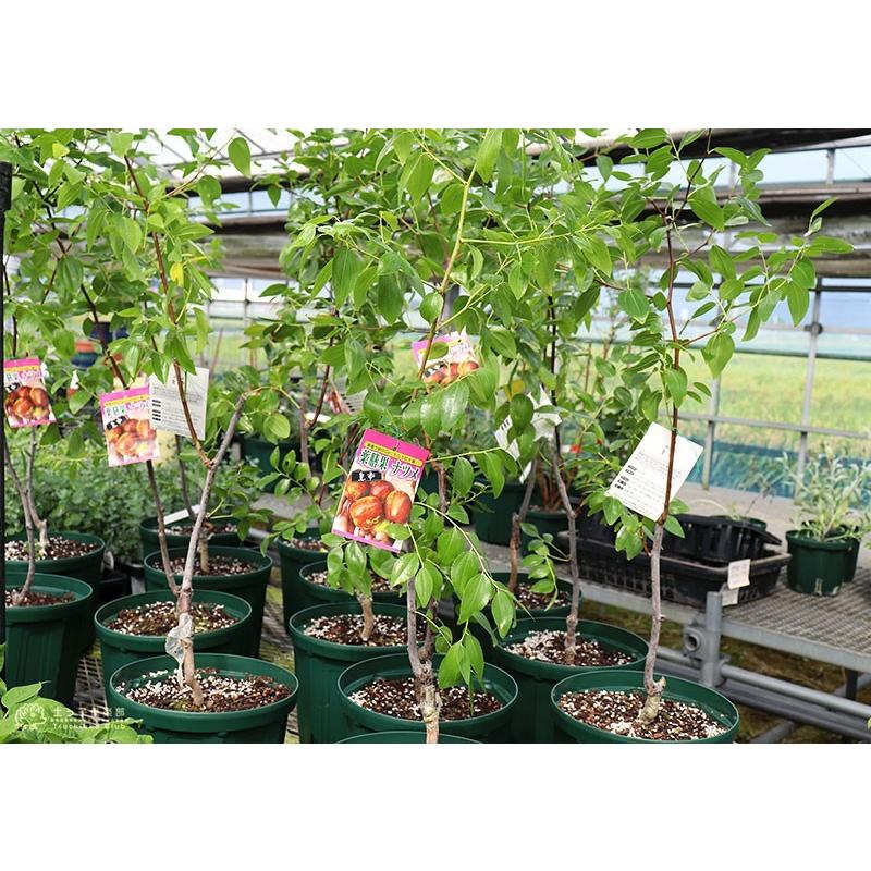 大実 ナツメ （ 皇帝なつめ ） 2年生接 ぎ木苗 8号スリット鉢植え : 花