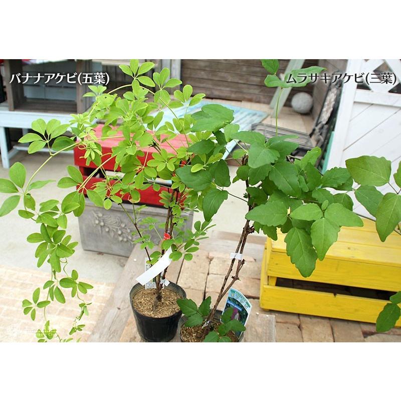 アケビ 脂肪燃焼効果あり？あけび エキス （ バナナアケビ / 紫アケビ