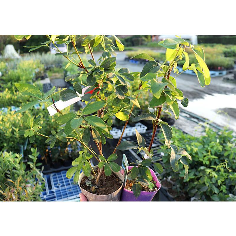 アケビ 脂肪燃焼効果あり？あけび エキス （ バナナアケビ / 紫アケビ