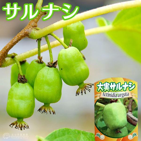 70 Off 大実 サルナシ エメロード 10 5cmポット苗 ベビーキウイ コクワ Aynaelda Com