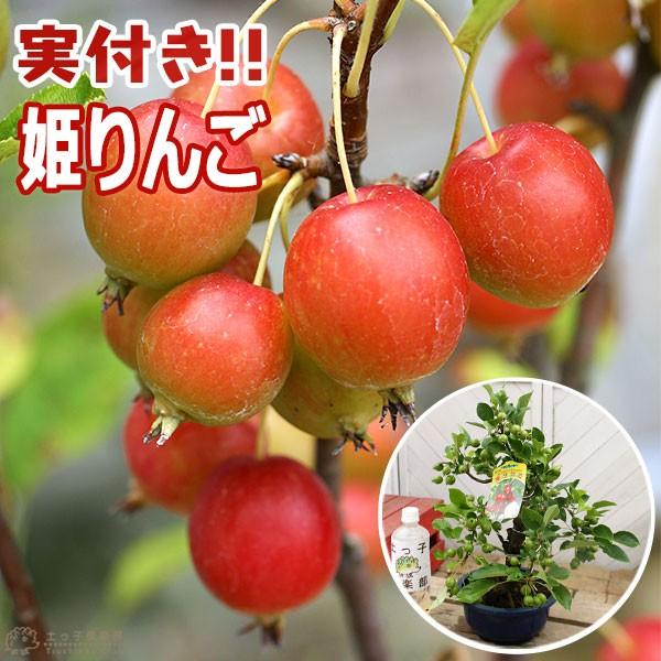 実付き ヒメリンゴ 『 姫りんご 』 6号鉢植え （ 盆栽仕立て ） : 花と