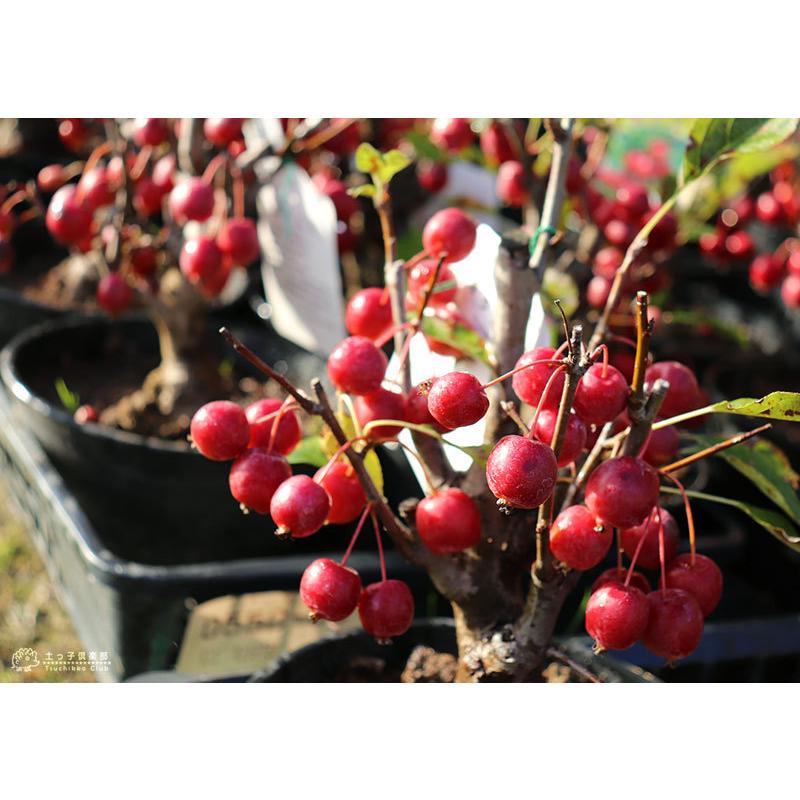 林檎姫 ﾅﾀｶとろこく林檎姫 林檎たっぷり梅酒｜酒類・飲料・加工食品