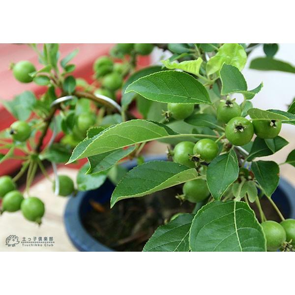 林檎姫 Amazon.co.jp: 中田食品 とろこく林檎姫 林檎たっぷり梅酒