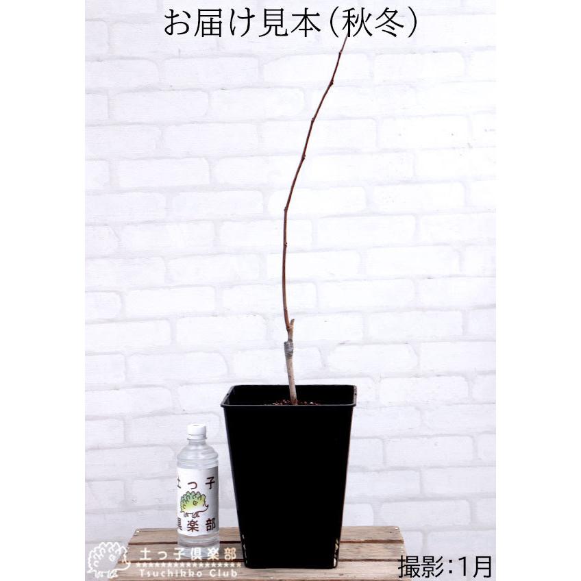 ポポー 8号スリット角鉢植え 接ぎ木苗 （ 送料無料 ） 選べる品種 : 花