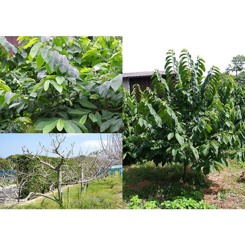 ポポー 8号スリット角鉢植え 接ぎ木苗 （ 送料無料 ） 選べる品種 : 花