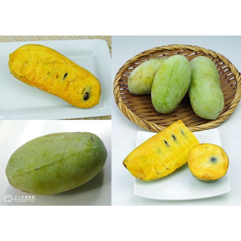 ポポー 8号スリット角鉢植え 接ぎ木苗 （ 送料無料 ） 選べる品種 : 花