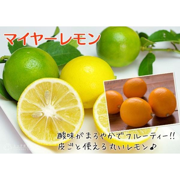 実付き ）レモンの木 『マイヤーレモン』 5号鉢植え （※2個以上なり