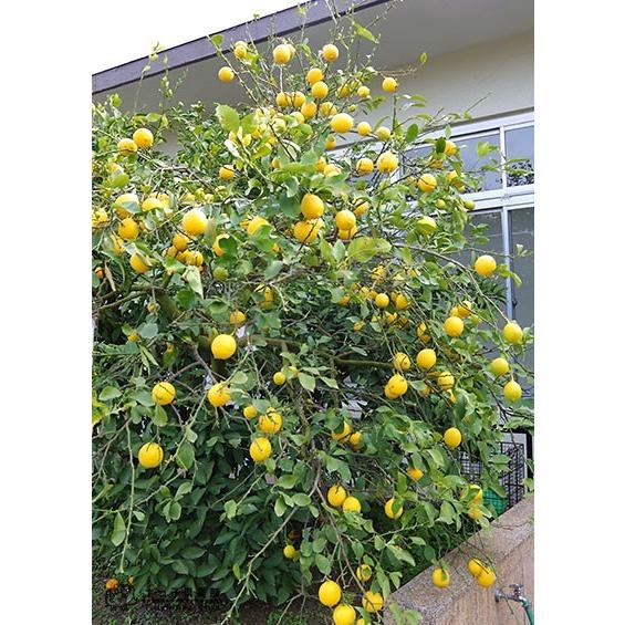 実付き レモンの木 マイヤーレモン 5号鉢植え 2個以上なり F 214 M H5 花と緑の専門店 土っ子倶楽部 通販 Yahoo ショッピング