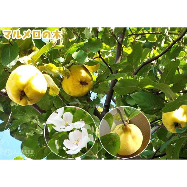 マルメロの木 12cm ( 4号 ) ポット接ぎ木苗 （別名：西洋カリン）｜produce87｜06