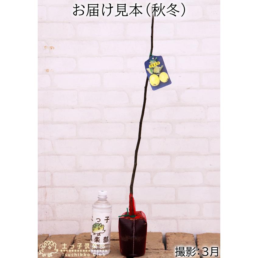 マルメロの木 15cmポット接ぎ木苗 別名 西洋カリン F 216 花と緑の専門店 土っ子倶楽部 通販 Yahoo ショッピング