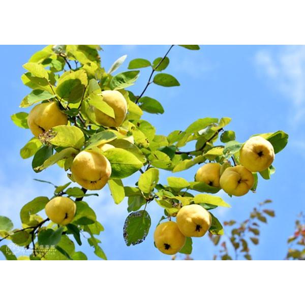 マルメロの木 15cmポット接ぎ木苗 別名 西洋カリン F 216 花と緑の専門店 土っ子倶楽部 通販 Yahoo ショッピング