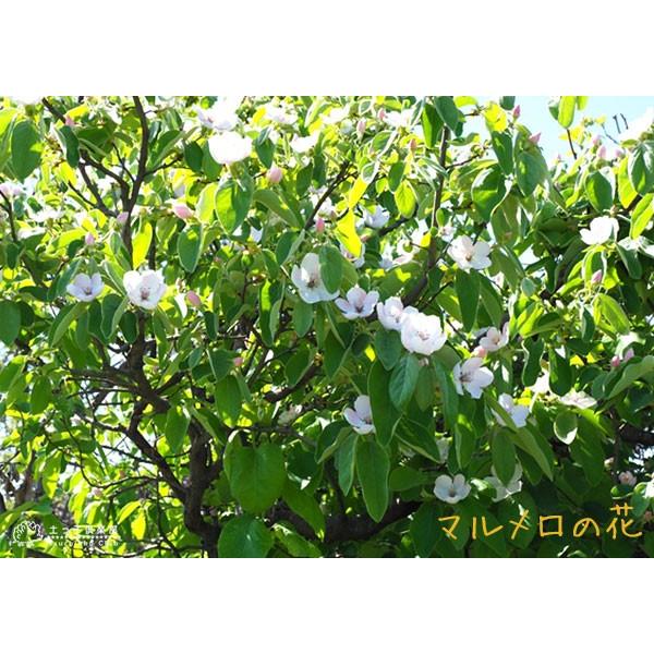 マルメロの木 15cmポット接ぎ木苗 別名 西洋カリン F 216 花と緑の専門店 土っ子倶楽部 通販 Yahoo ショッピング