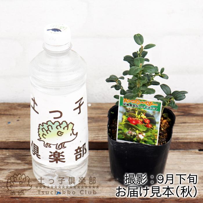 リンゴンベリー コケモモ 10 5mポット苗 F 217 花と緑の専門店 土っ子倶楽部 通販 Yahoo ショッピング