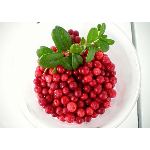 リンゴンベリー コケモモ 10 5mポット苗 F 217 花と緑の専門店 土っ子倶楽部 通販 Yahoo ショッピング