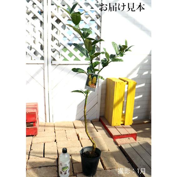 仏手柑 ブッシュカン 15cmポット接ぎ木苗 F 218 花と緑の専門店 土っ子倶楽部 通販 Yahoo ショッピング