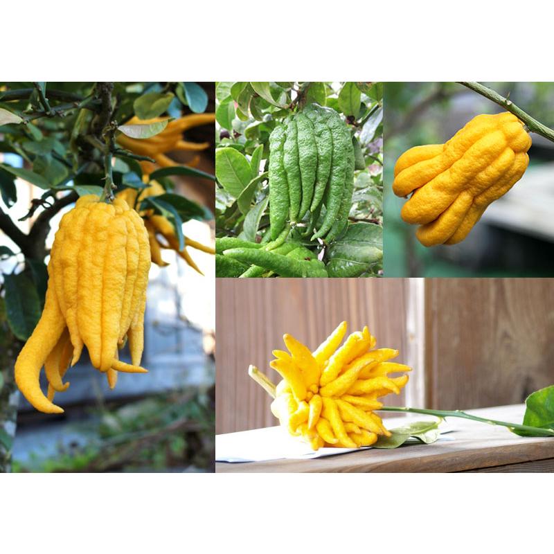 メール便送料無料 ブッシュカン 樹高0 5m前後 15cmポット 10本セット T1送料無料 ぶっしゅかん 仏手柑 ブッシュ柑 販売 苗 植木 苗木 庭木 木 果樹 果樹苗 果樹園用 安心の日本製 Schoorsteenvergroten Nl