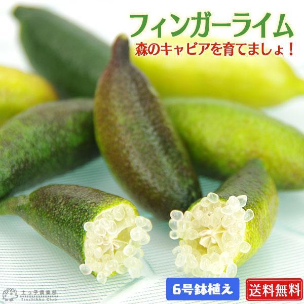 フィンガーライム 2年生 接ぎ木 6号鉢植え【 送料無料 】【 選べる品種