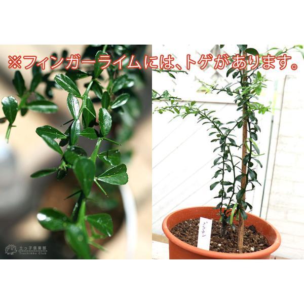 フィンガーライム 2年生 接ぎ木 6号鉢植え【 送料無料 フィンガーライム 2年生 接ぎ木 6号鉢植え【 送料無料