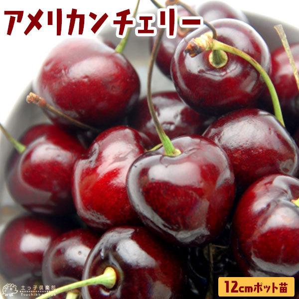 税込 アメリカンチェリー ビング サクランボ 12cmポット苗木 1年生 接ぎ木苗